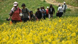 Gümüşhane'de adını "sarı çiçek"ten alan köydeki tarlalar renklendi