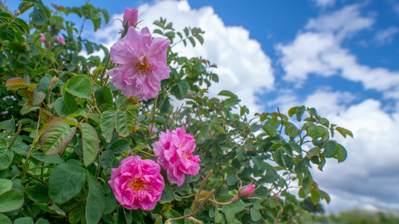 Isparta'da gül turizmi