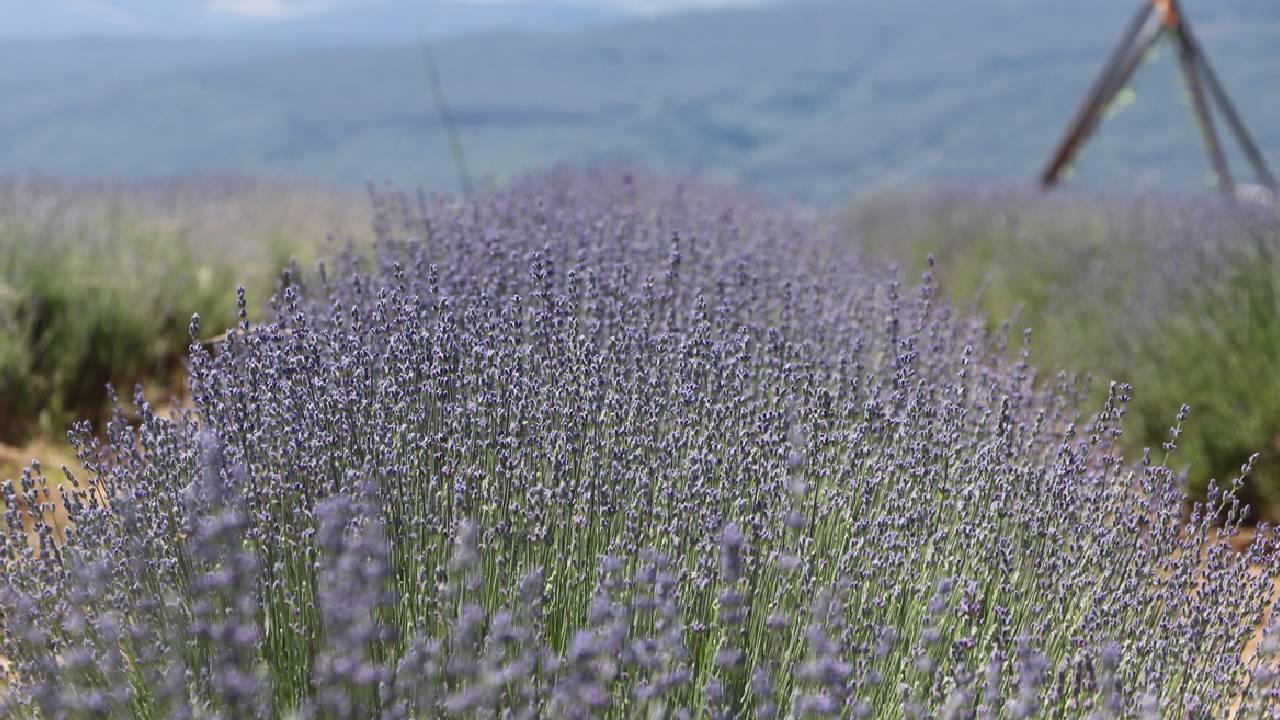 Tekirdağ'da lavanta tarlaları turizm sezonu için hazırlandı
