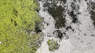 Irak’ın Necef kentinde meydana gelen toplu balık ölümleri endişe yarattı