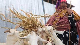 Somali'de Kurban Bayramı hazırlıkları