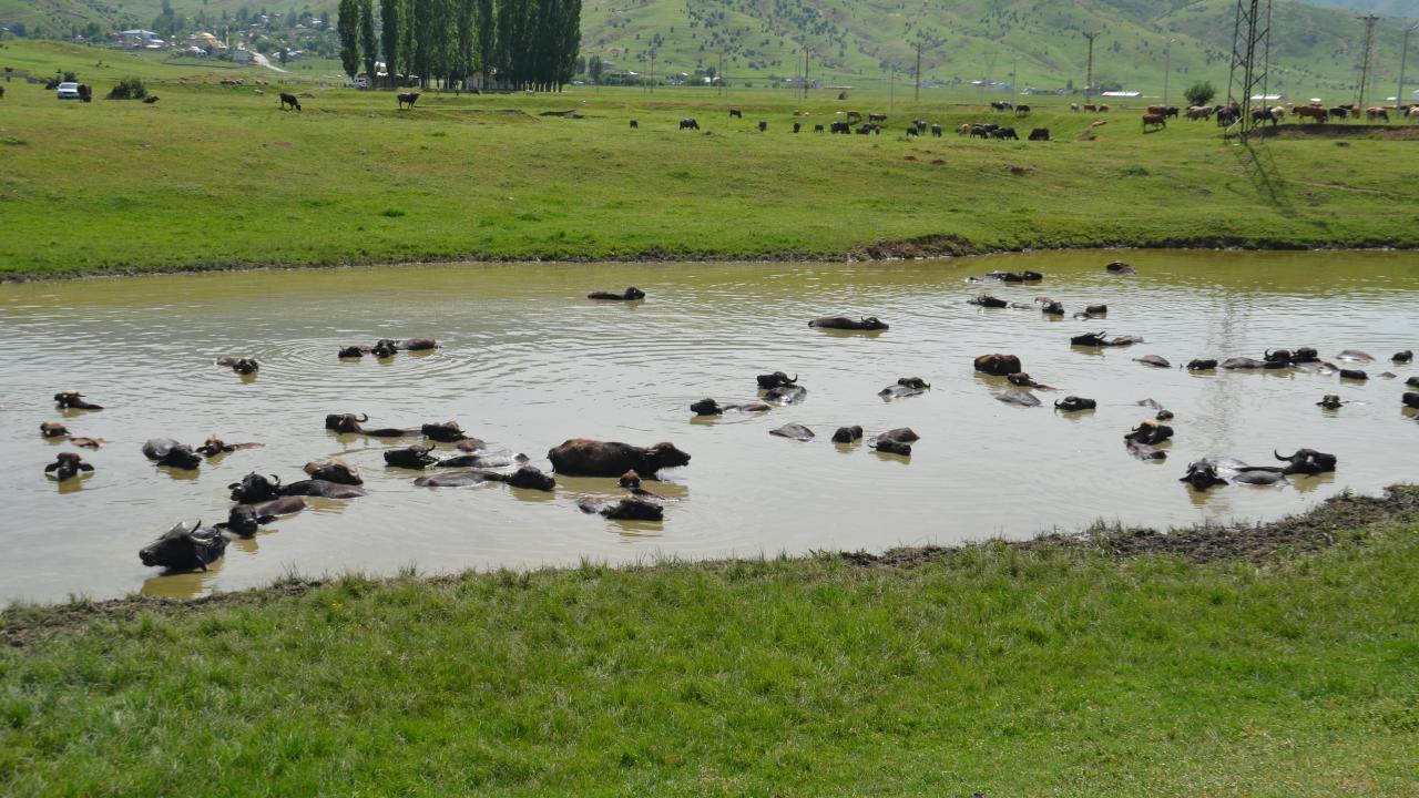 "Hayvanların suya girmesi süt verimini artırıyor"