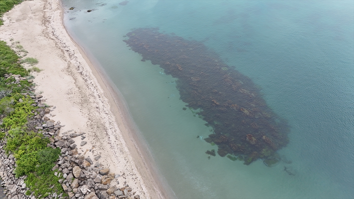 "Longoz ormanlarını keşfetmek, buraya gelmek için en büyük etken"