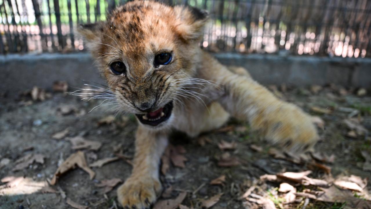 "Herkes aslan yavrularını çok sevdi"