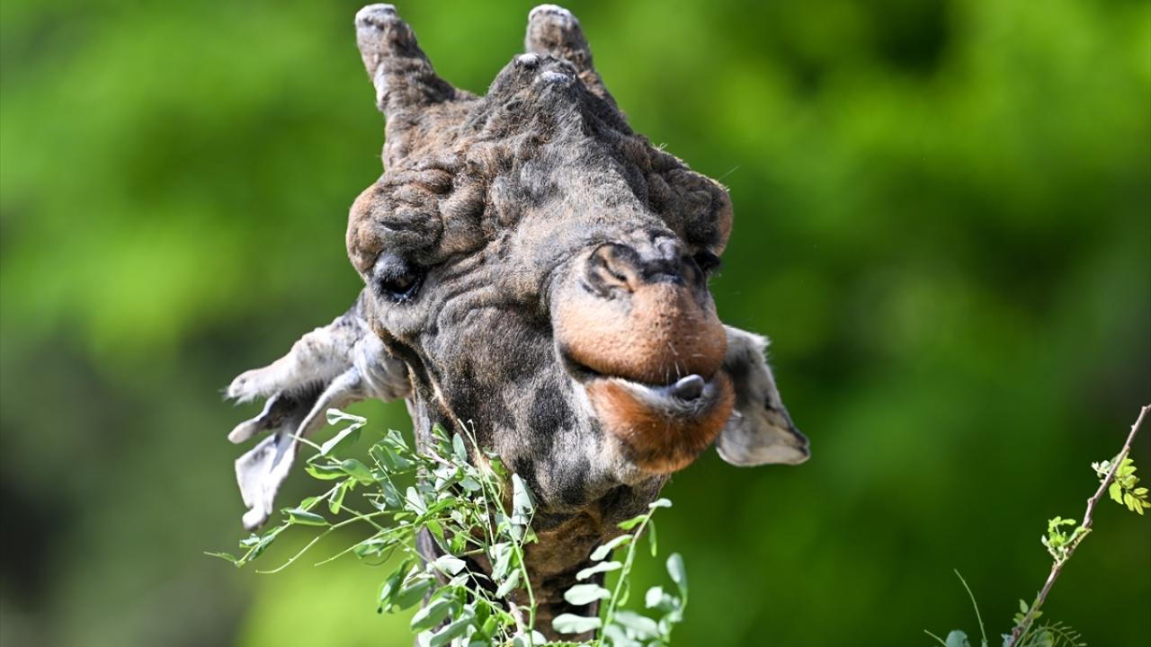 Kentin turizm gelirine katkı sağlıyor
