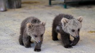 Antalya'da üçüz ayı yavruları, sevimli hareketleriyle ziyaretçilerin ilgisini çekiyor.