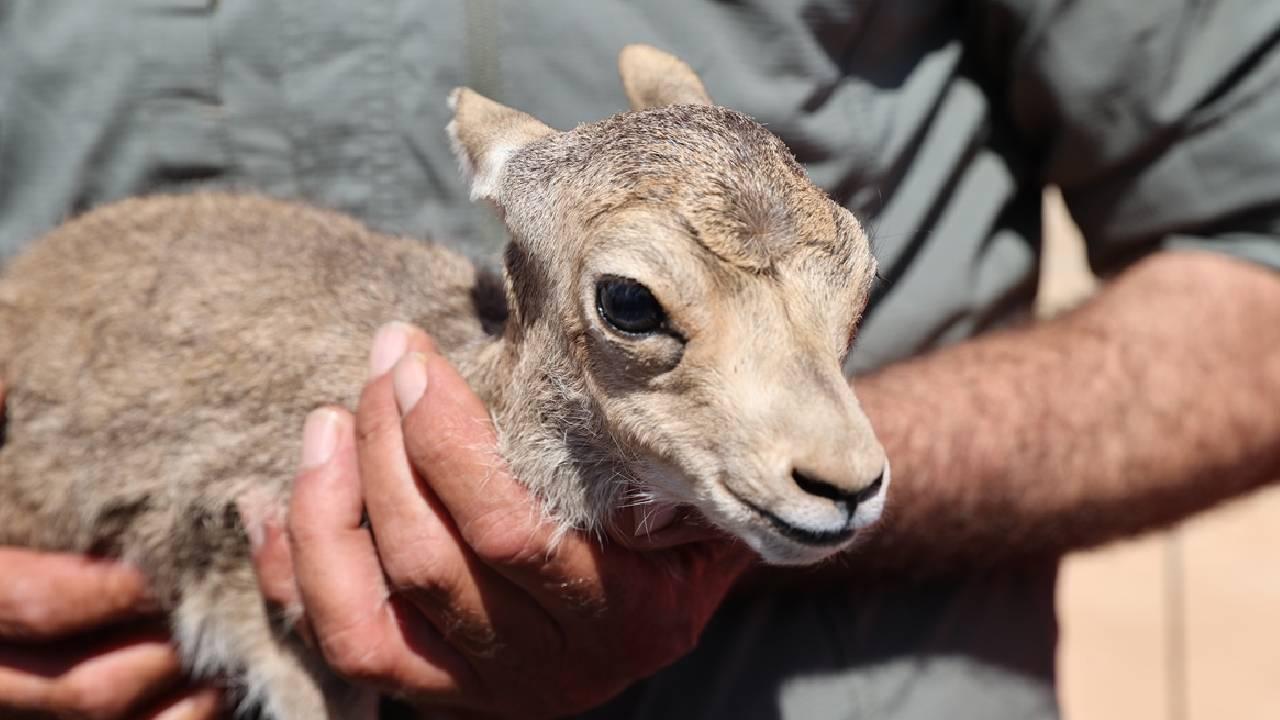 Şanlıurfa'da türkülere konu olan ceylanların sayısı artıyor