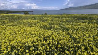 Çıldır Gölü'nün çevresi çiçeklerle kaplandı