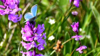 Kars'ın yüksek kesimleri rengarenk çiçeklerle kaplandı