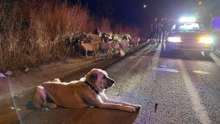 Çorlu'da çiftlikten kaçan 20 keçiyi polis buldu