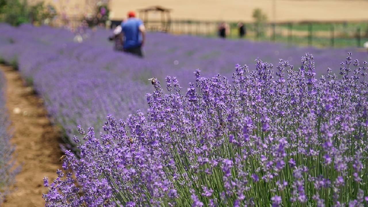 Tekirdağ'da mor renkli tarlalar bayramda ziyaretçilerini ağırlıyor