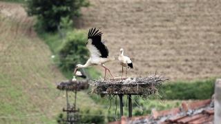 Doğadaki plastik atıklar yavru leylekleri de tehdit ediyor