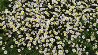 Bayburt'ta yeşilin tonları arasındaki Sırakayalar Şelalesi ilgi görüyor