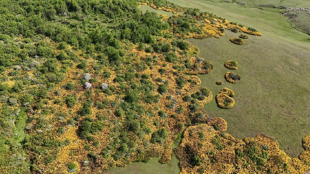 Menderesleriyle ünlü Perşembe Yaylası bayram tatilinde yerli turistlerin uğrak yeri oldu