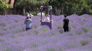 Tekirdağ'da lavanta tarlaları bayramda çok sayıda ziyaretçiyi ağırladı