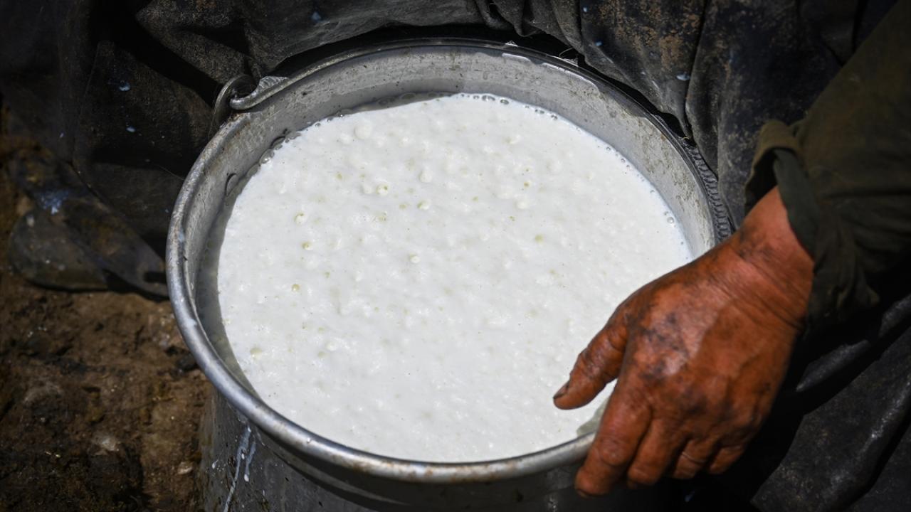 "Güneşin altında koyunları sağıyoruz"