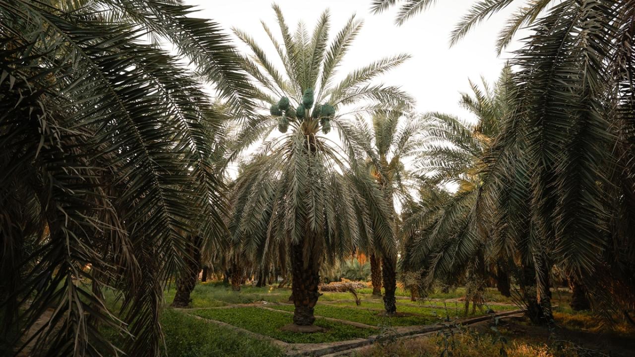 Mecdul hurması en çok tercih edilen hurma