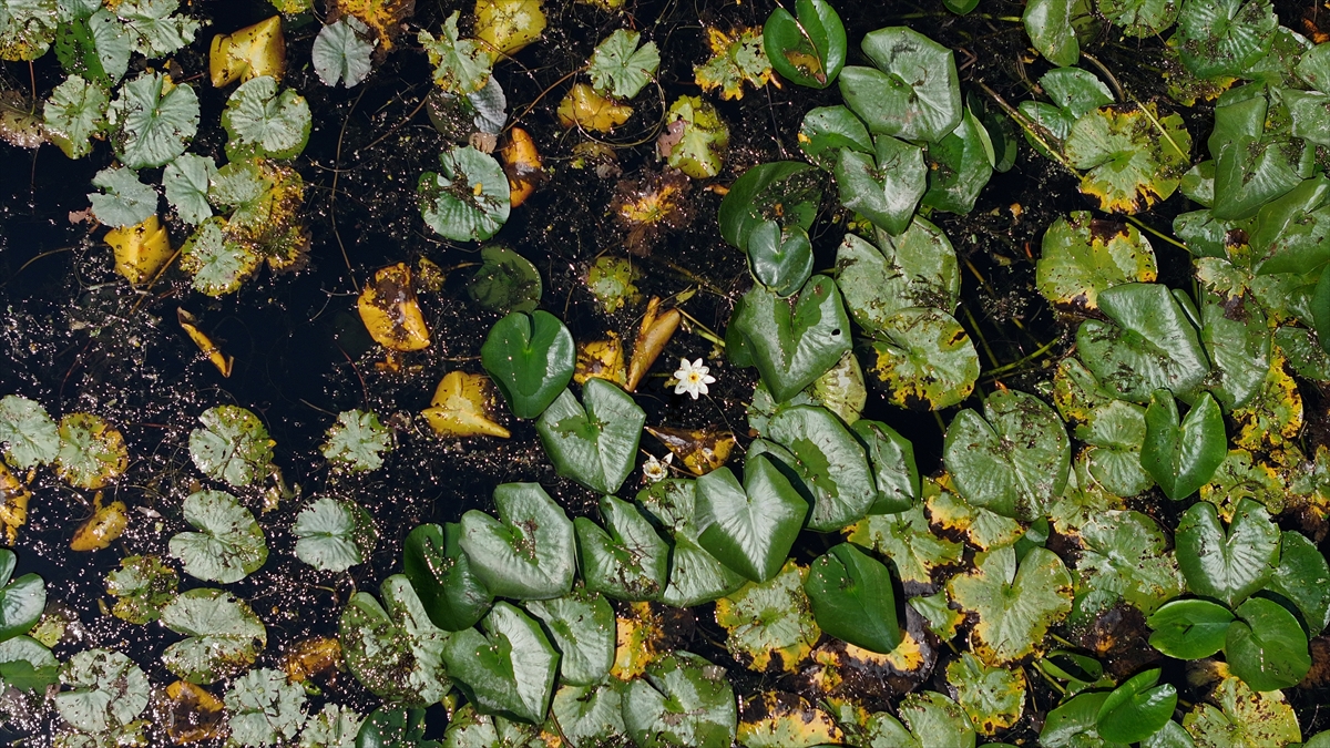 "Su altı çeşitliliği anlamında çok zengin"