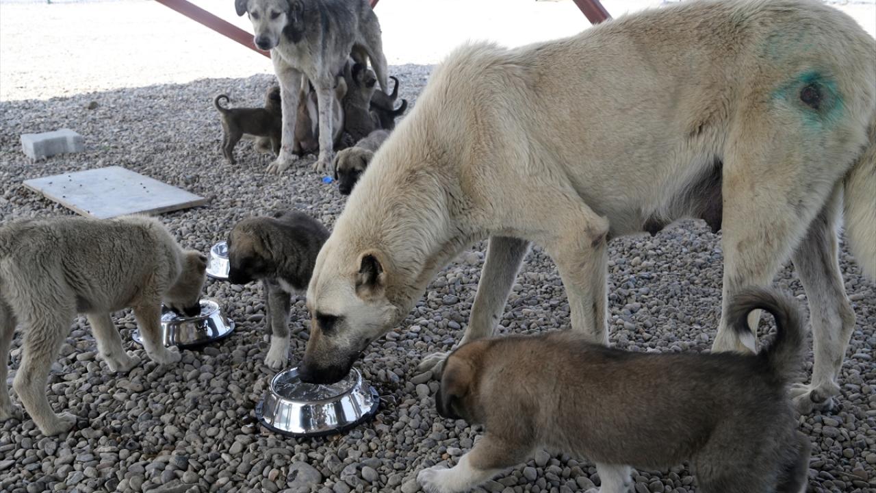 Muş'ta kurulan Hayvan Barınağı ve Doğal Yaşam Alanı sahipsiz köpeklere yuva oldu
