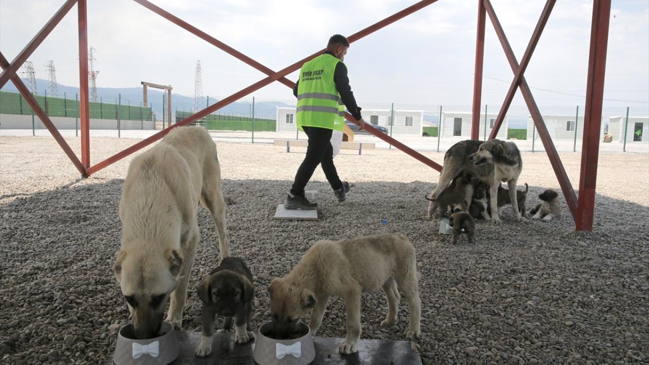 Muş'ta kurulan Hayvan Barınağı ve Doğal Yaşam Alanı sahipsiz köpeklere yuva oldu