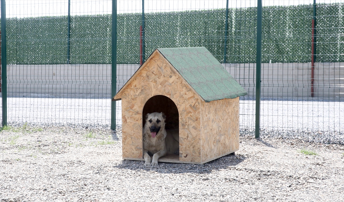 "Şu ana kadar yaklaşık 4 bin hayvanı kimliklendirdik"