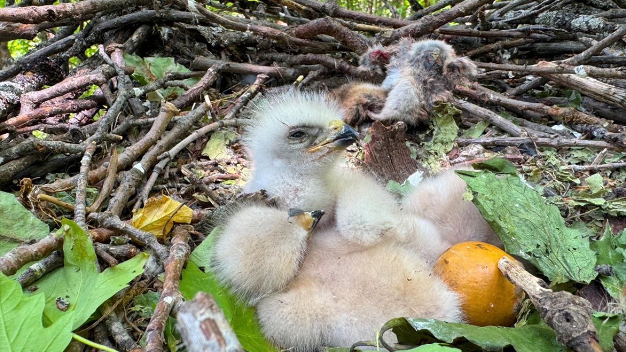 "Onların doğal ortamına saygı duyuyoruz"