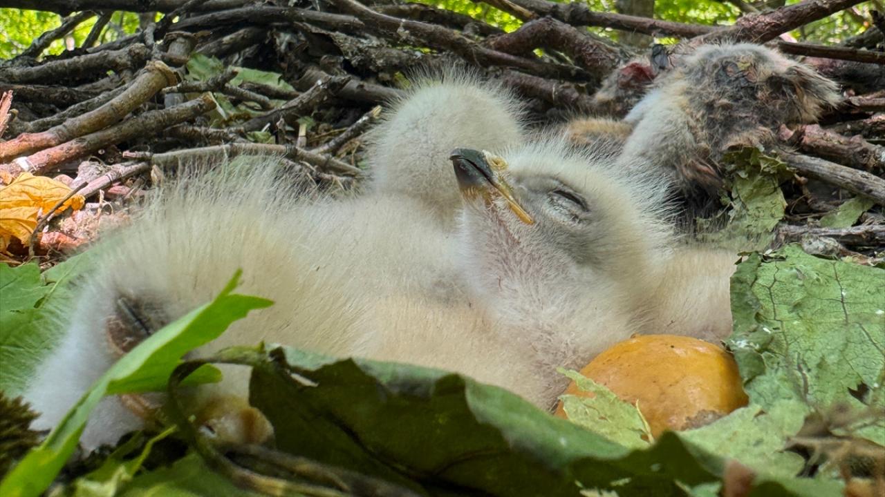 "Onların varlığının devam etmesi çok güzel"