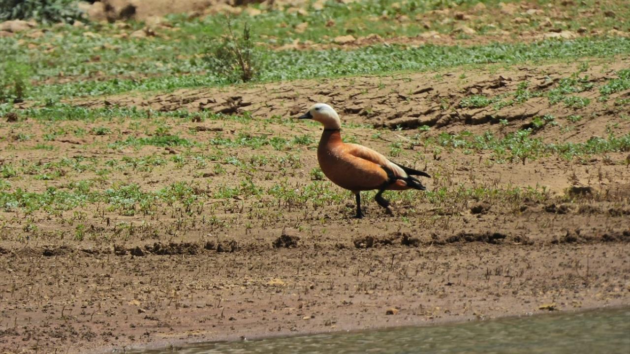 200 bin dönümlük alanı kapsıyor