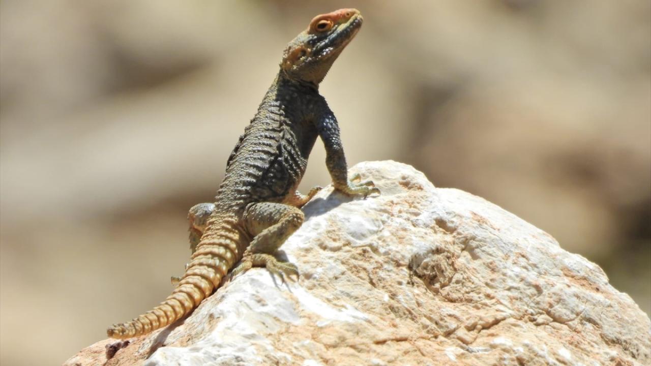 "Kente büyük bir katkı sağlayacak"
