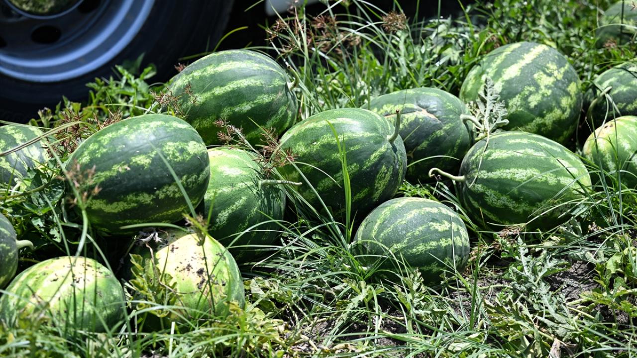 "Bu yıl ihracat kısa sürdü"