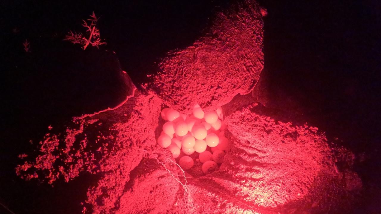 Havalar geç ısınınca yuvalama da geç başladı