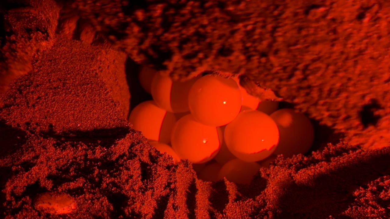 "Bölgede caretta farkındalığı oluştu"