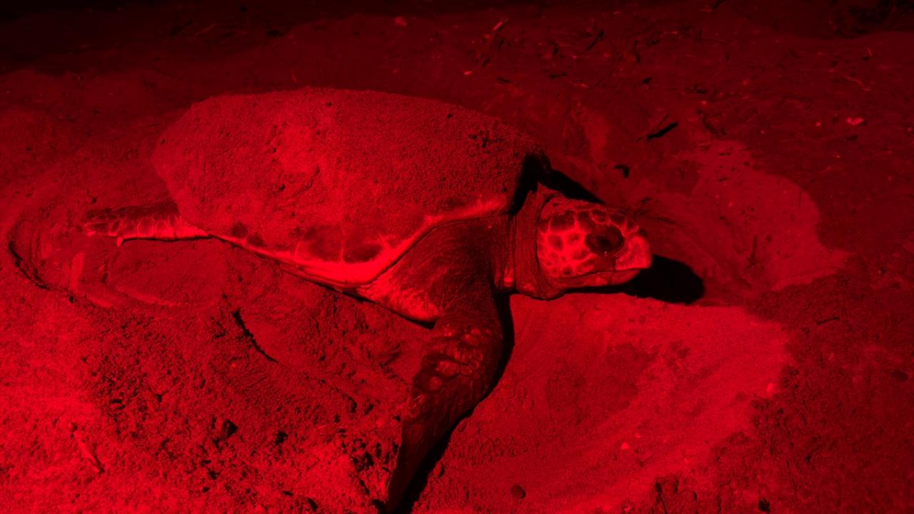 Carettaların sahile yuva yaptığı anlar görüntülendi