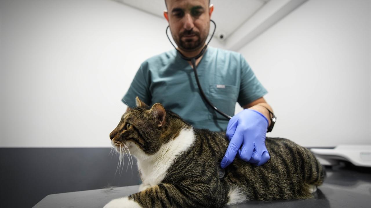 Tedavi yöntemi hayvanlarda ilk kez denendi