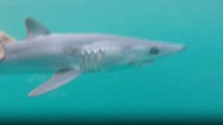 Akdeniz ve Ege'deki köpek balıkları saldırgan mı?