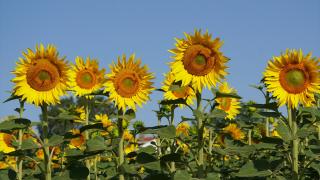 Tekirdağ'da ayçiçeği tarlaları sarı renge büründü