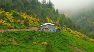 Sarı zifin çiçekleri Zigana'yı renklendirdi