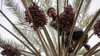 Hacıların kutsal topraklardaki alışveriş tercihlerinin başında hurma geliyor