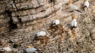 İngiltere'deki Bempton Kayalıkları çok sayıda kuşu ağırlıyor