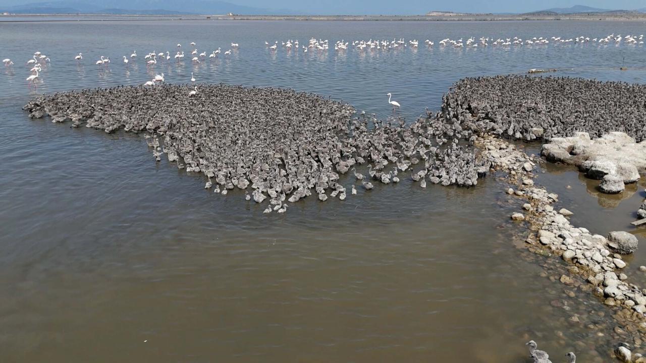 `Uluslararası öneme sahip alan`