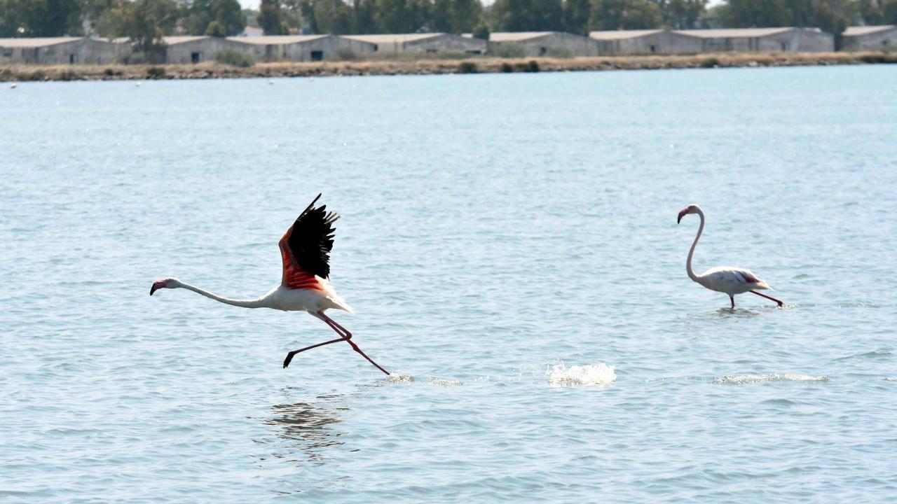 İki üreme merkezinden biri İzmir