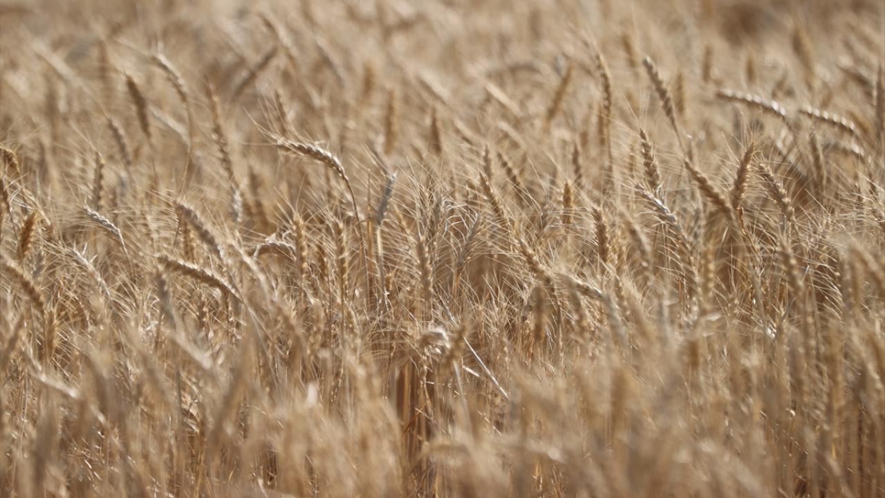 "Bu yıl 200 bin ton mahsul beklemekteyiz"