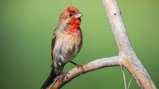 Bilecik'te yaban hayatı