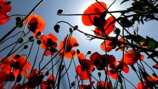 Kars'ta meralar ve yaylalar gelinciklerle renklendi