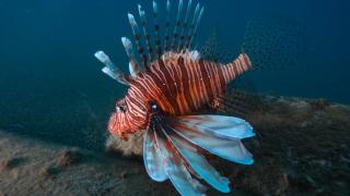 Antalya Körfezi'ndeki Kızıldeniz göçmeni balıklar su altından görüntülendi