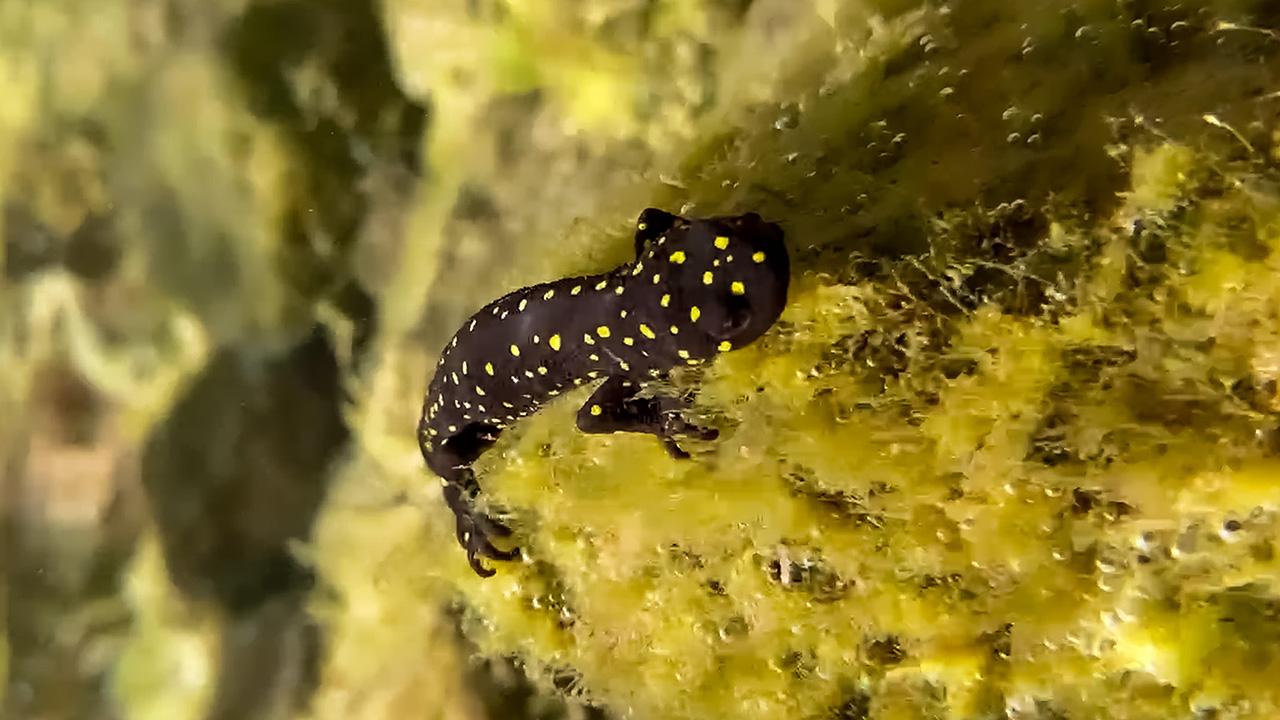 "Türk semenderi"nin yüzlercesi su altında görüntülendi