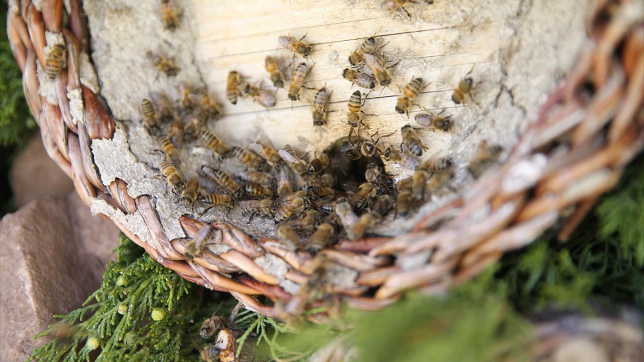 Yaylada 6 bin 500`e yakın kovanda bal üretiliyor