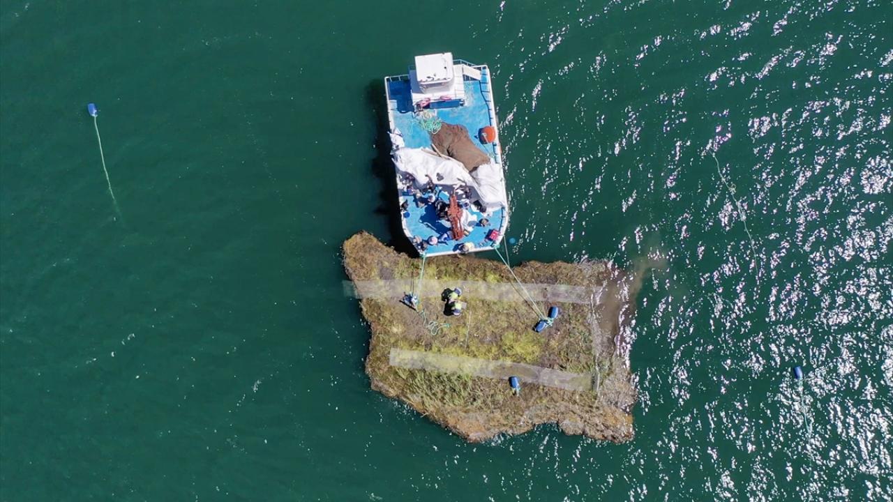 Sabitlenen adalarda ekosistem canlanacak