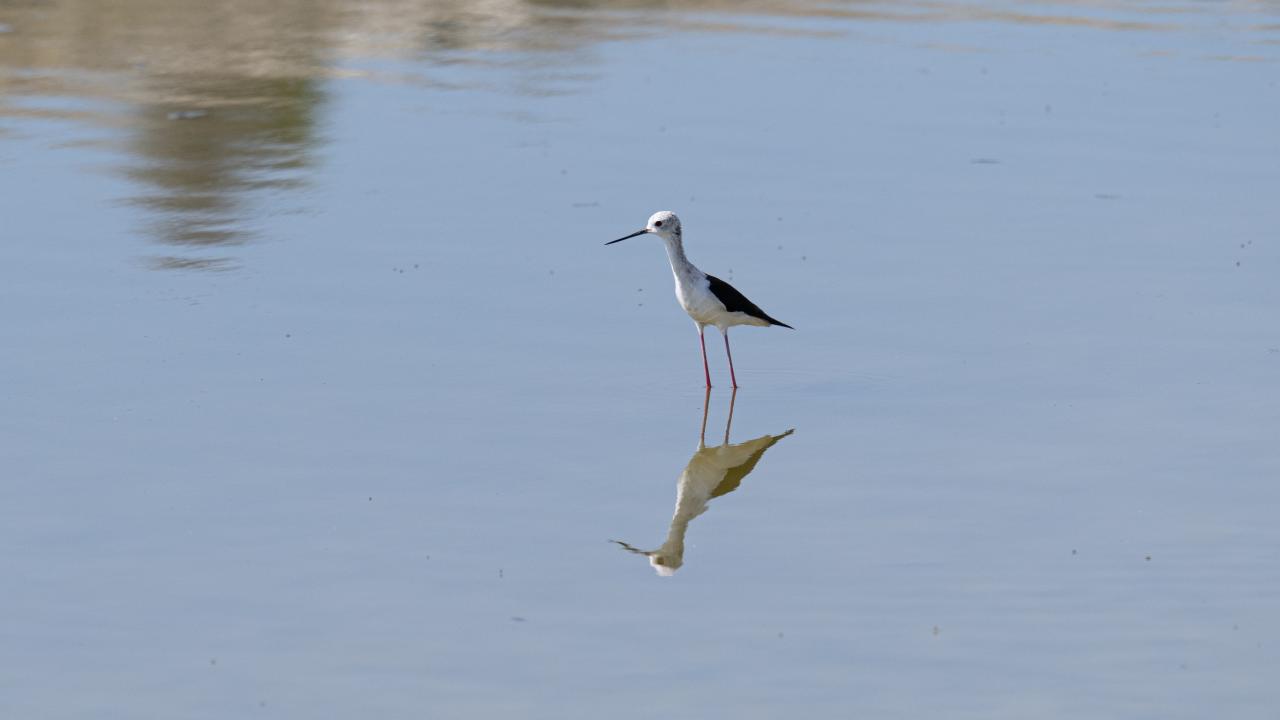 "Flamingoların yaşam alanlarını canlı tutuyoruz"
