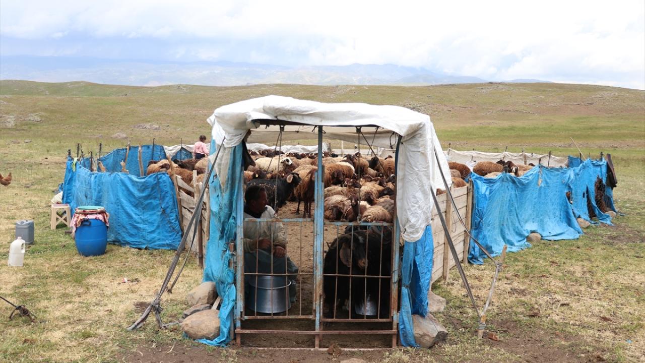 "Ciddi bir hayvancılık potansiyeline sahibiz"